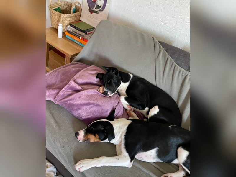 Hutch sucht aktive Familie