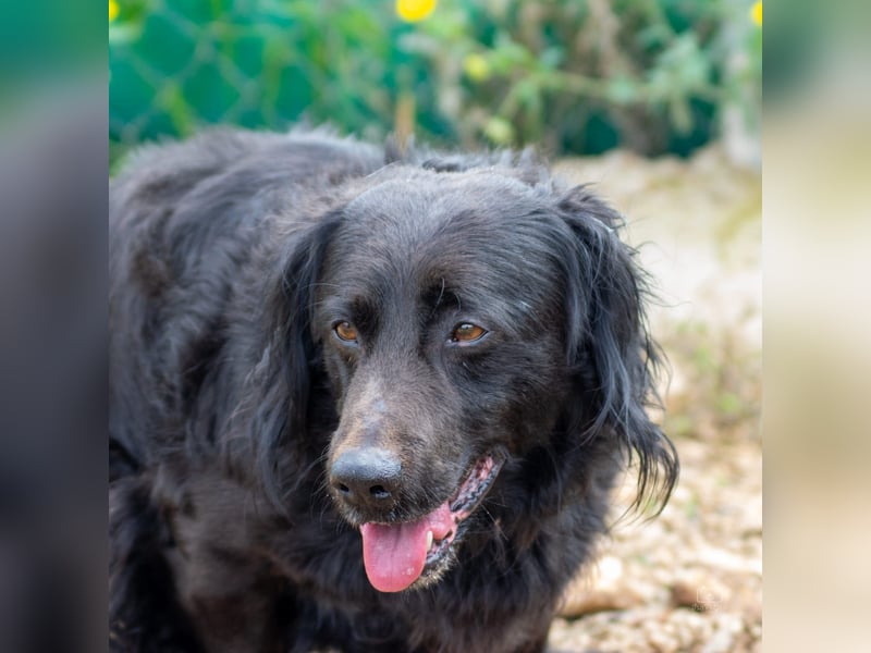 Moreno - treuer Senior sucht Familie