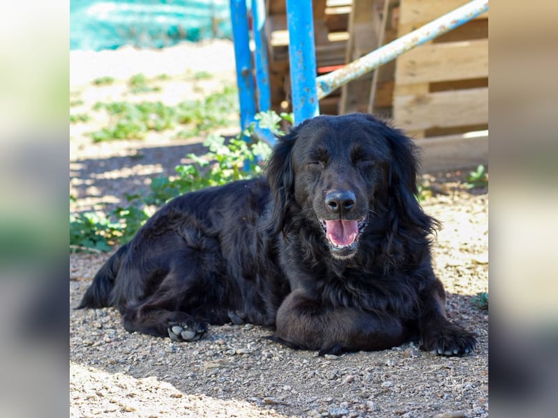Moreno - treuer Senior sucht Familie
