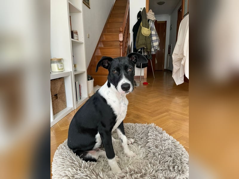 Hutch sucht aktive Familie