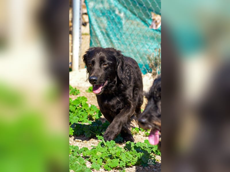 Moreno - treuer Senior sucht Familie