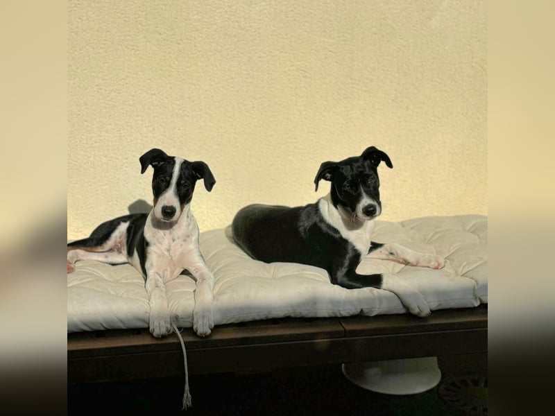 Starsky sucht aktive Familie