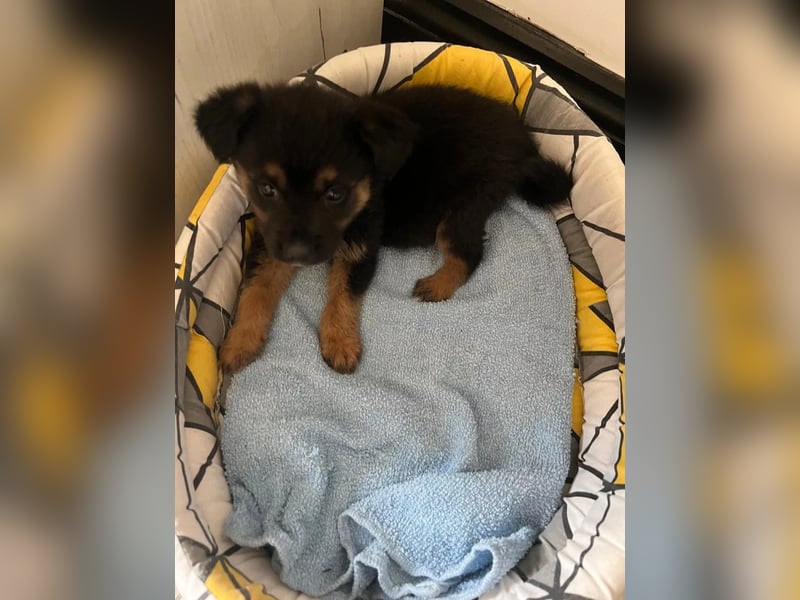 BERRY - aufgeweckter Welpenjunge