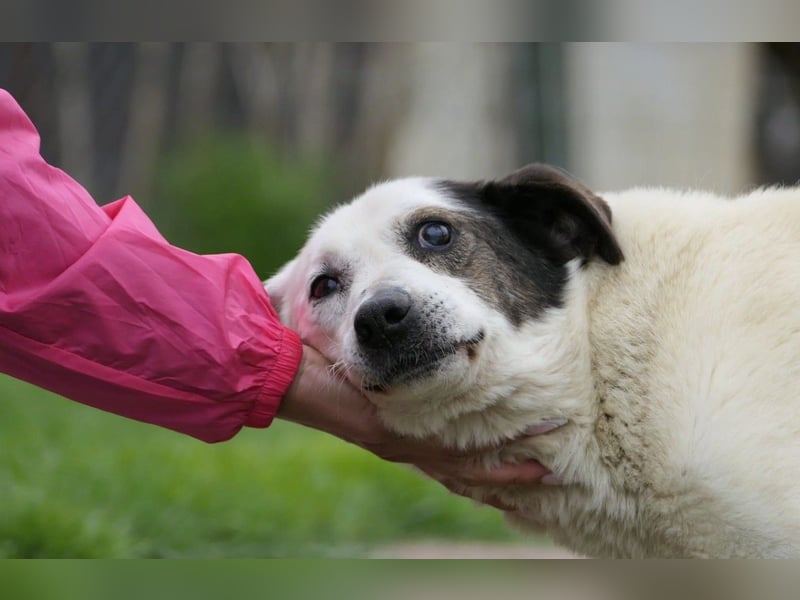 Liko-- liebenswerter Senior sucht dringend seine Familie