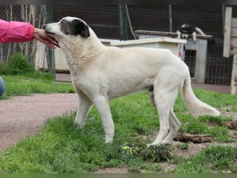 Liebenswerter Senior Liko sucht seine Familie
