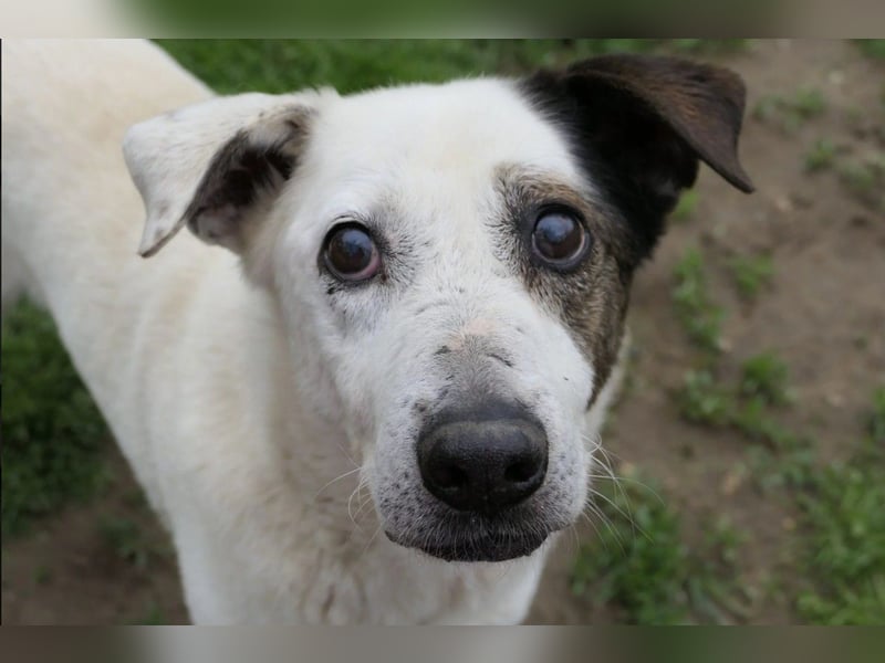 Liko-- liebenswerter Senior sucht dringend seine Familie