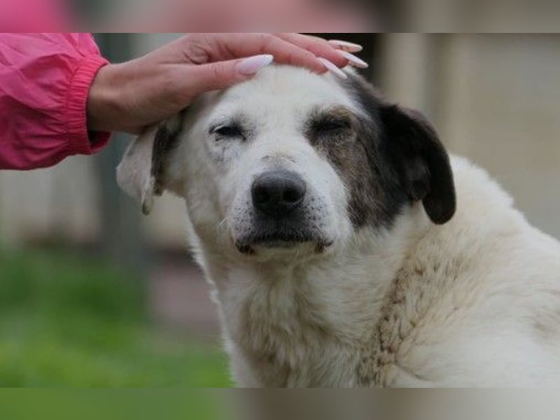Liebenswerter Senior Liko sucht seine Familie