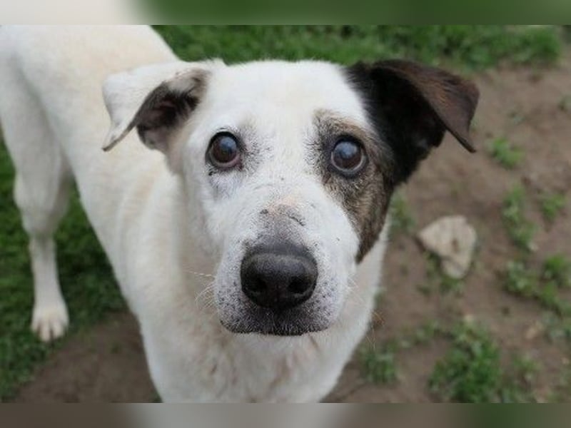 Liebenswerter Senior Liko sucht seine Familie
