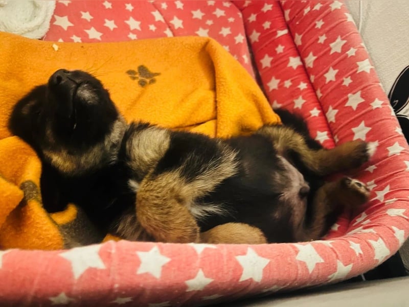 BERRY - aufgeweckter Welpenjunge