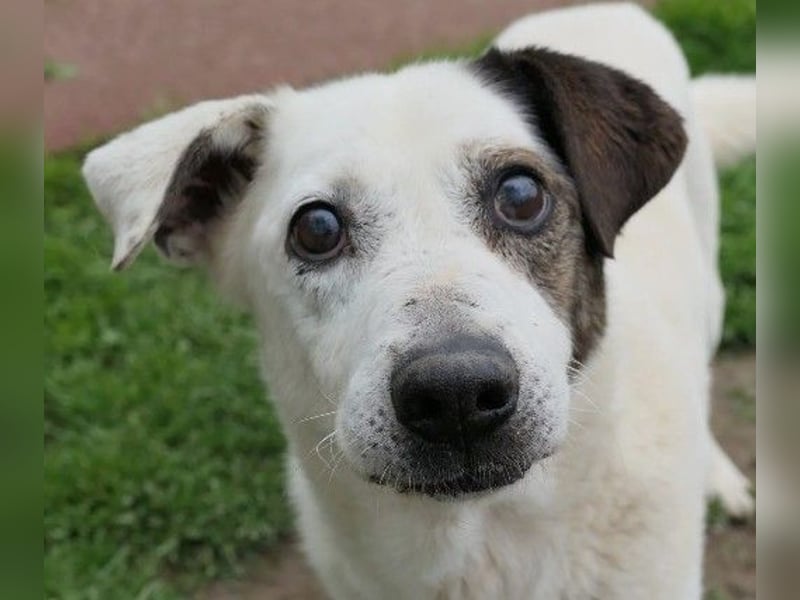 Liebenswerter Senior Liko sucht seine Familie