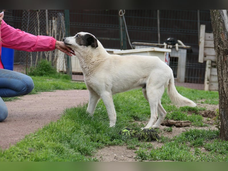 Liko-- liebenswerter Senior sucht dringend seine Familie