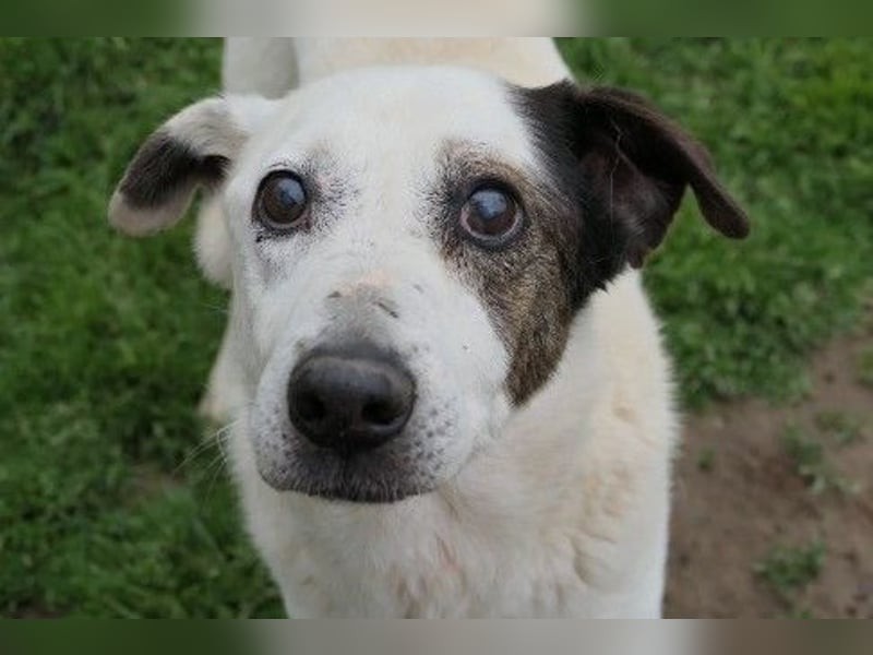 Liebenswerter Senior Liko sucht seine Familie