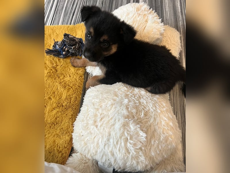 BERRY - aufgeweckter Welpenjunge