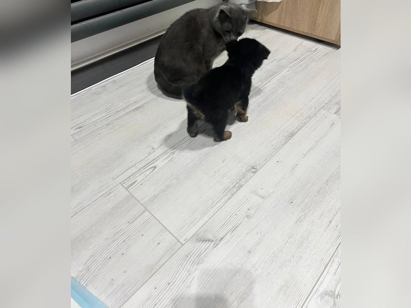 BERRY - aufgeweckter Welpenjunge