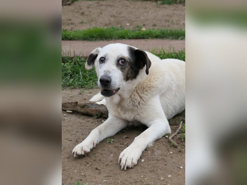Liko-- liebenswerter Senior sucht dringend seine Familie