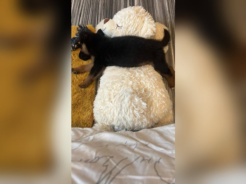 BERRY - aufgeweckter Welpenjunge