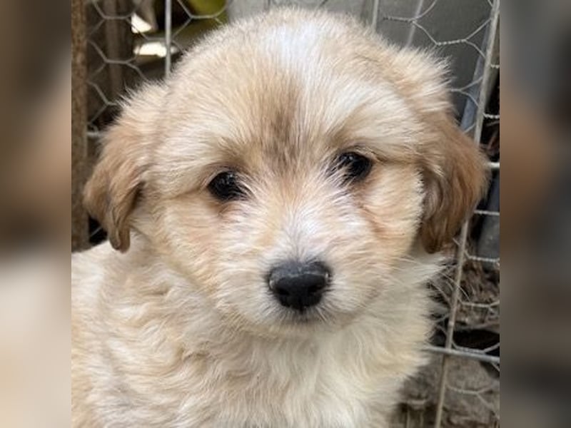 Sammy, geb. ca. 03/2025, lebt in GRIECHENLAND, auf einer privaten Pflegestelle