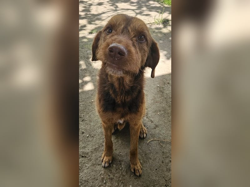 Keanu, geb. ca. 01/2022, lebt in GRIECHENLAND, auf einer privaten Pflegestelle