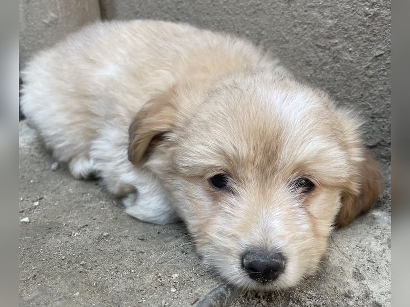 Sammy, geb. ca. 03/2025, lebt in GRIECHENLAND, auf einer privaten Pflegestelle