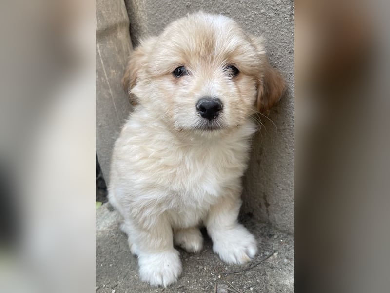 Sammy, geb. ca. 03/2025, lebt in GRIECHENLAND, auf einer privaten Pflegestelle