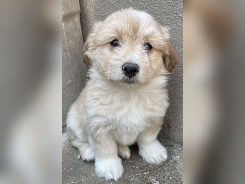 Sammy, geb. ca. 03/2025, lebt in GRIECHENLAND, auf einer privaten Pflegestelle