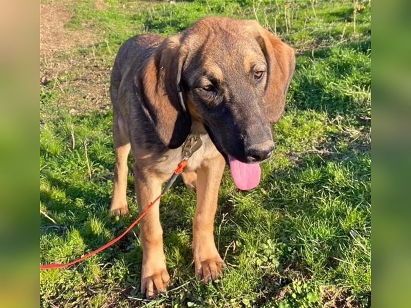 Fridolin sucht ein passendes Zuhause