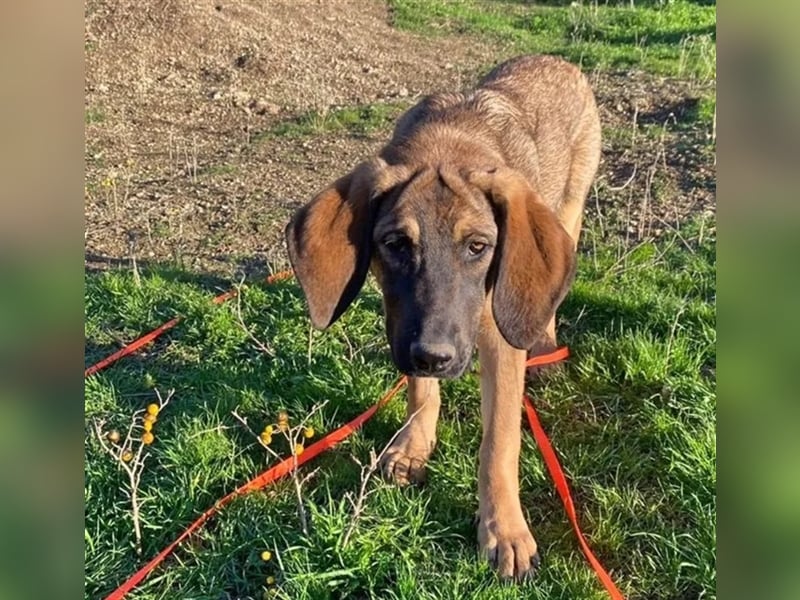 Fridolin sucht ein passendes Zuhause