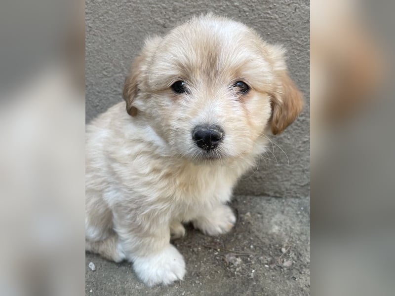 Sammy, geb. ca. 03/2025, lebt in GRIECHENLAND, auf einer privaten Pflegestelle