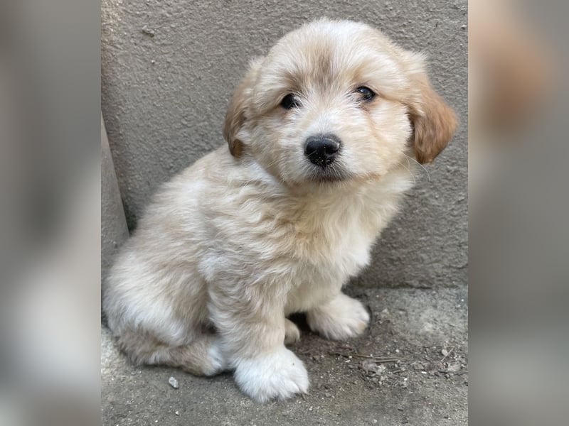Sammy, geb. ca. 03/2025, lebt in GRIECHENLAND, auf einer privaten Pflegestelle