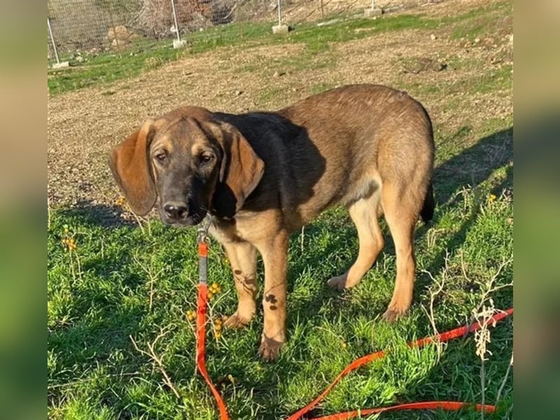 Fridolin sucht ein passendes Zuhause