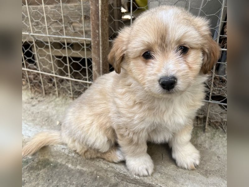 Sammy, geb. ca. 03/2025, lebt in GRIECHENLAND, auf einer privaten Pflegestelle