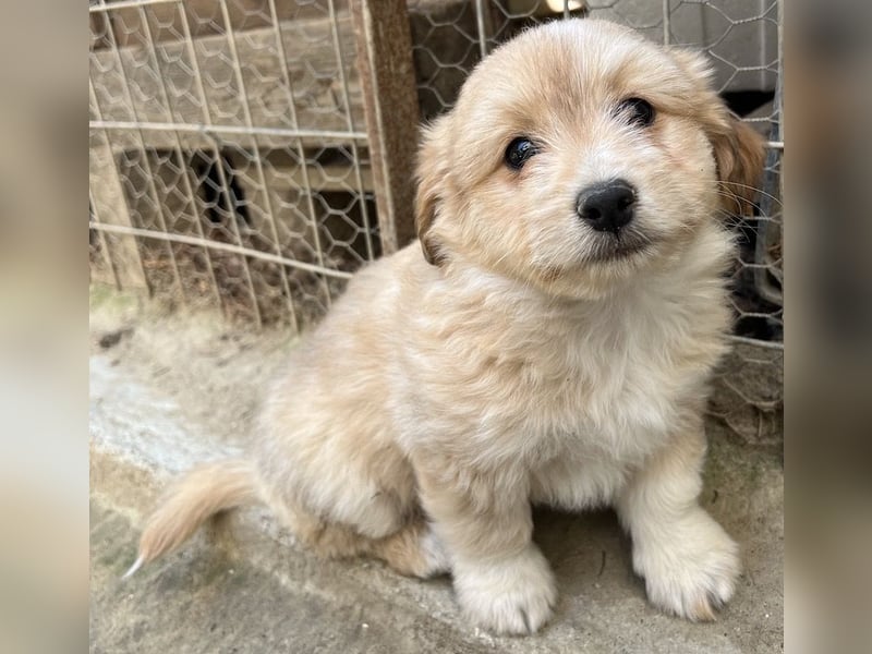 Sammy, geb. ca. 03/2025, lebt in GRIECHENLAND, auf einer privaten Pflegestelle