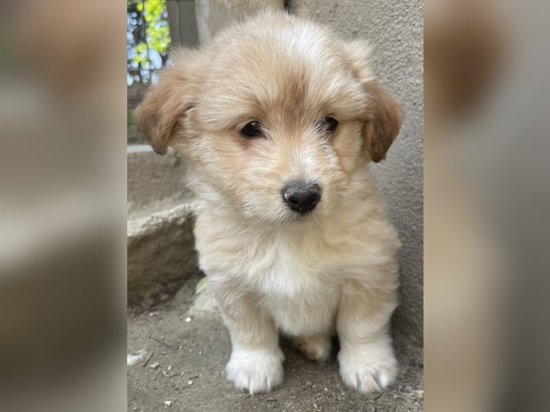 Sammy, geb. ca. 03/2025, lebt in GRIECHENLAND, auf einer privaten Pflegestelle