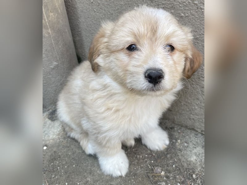 Sammy, geb. ca. 03/2025, lebt in GRIECHENLAND, auf einer privaten Pflegestelle