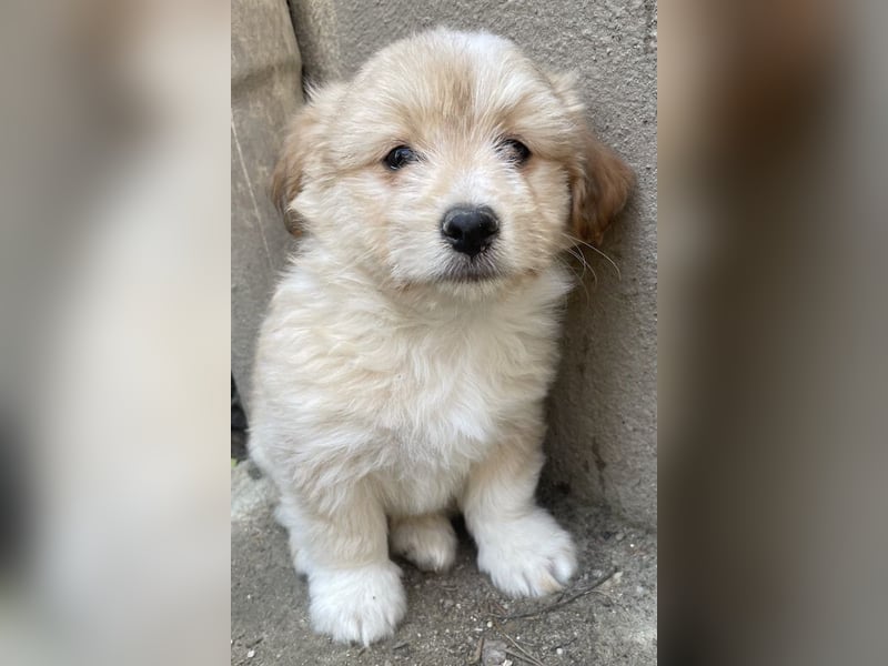 Sammy, geb. ca. 03/2025, lebt in GRIECHENLAND, auf einer privaten Pflegestelle