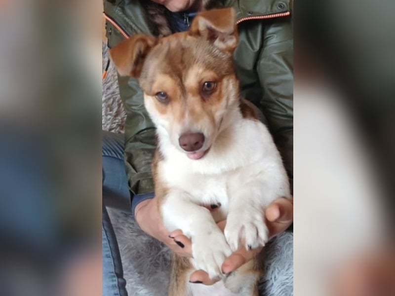 Chance - süßer Fratz sucht ein fröhliches Zuhause