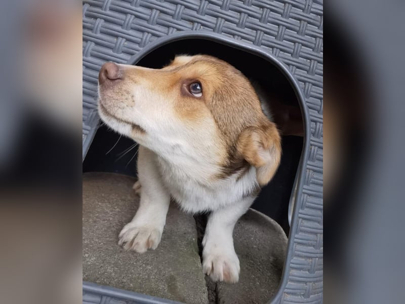 Chance - süßer Fratz sucht ein fröhliches Zuhause