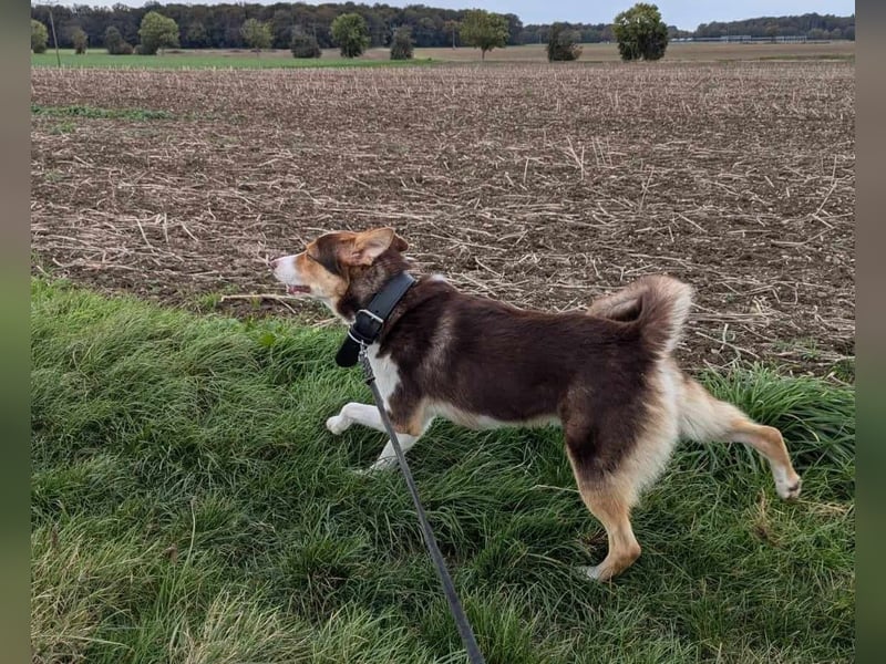 Carlos sucht sein perfektes Match-wartet in PLZ 49143 Bissendorf