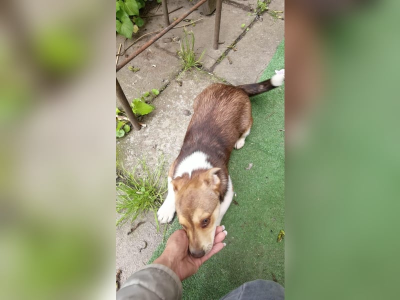 Chance - süßer Fratz sucht ein fröhliches Zuhause