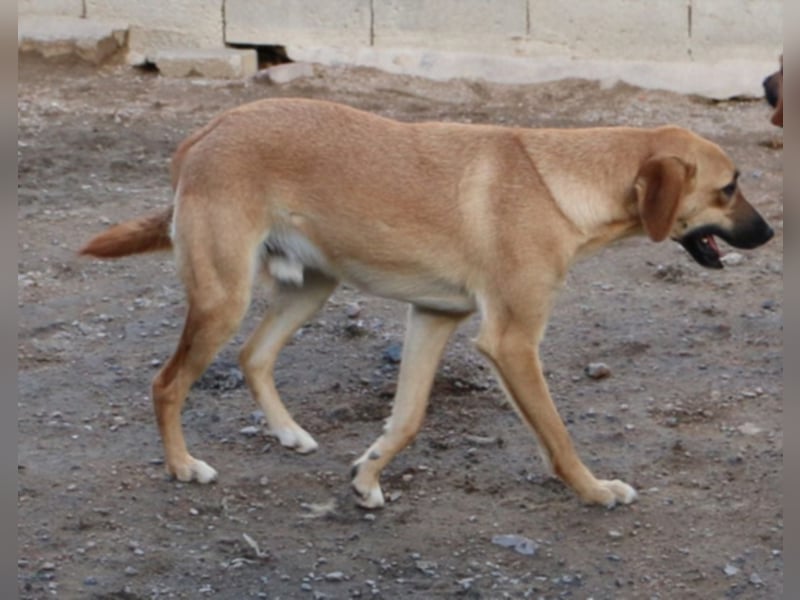 Zola