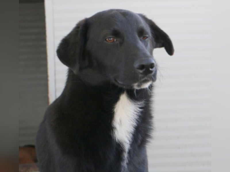 Astro