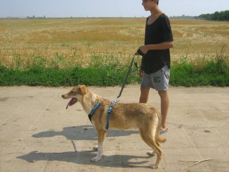 CHICCO