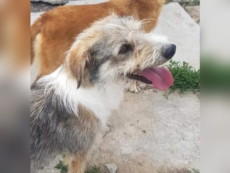 ZORRO