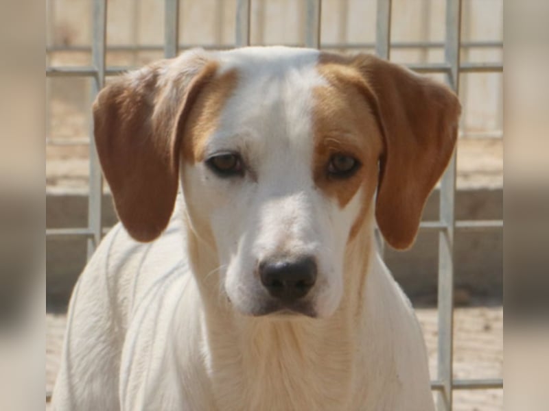 Vittorio