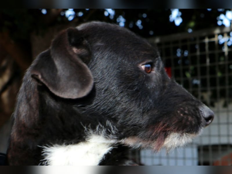 Zago