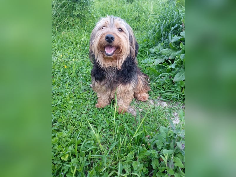 Rüde JERRY sucht sein großes Glück