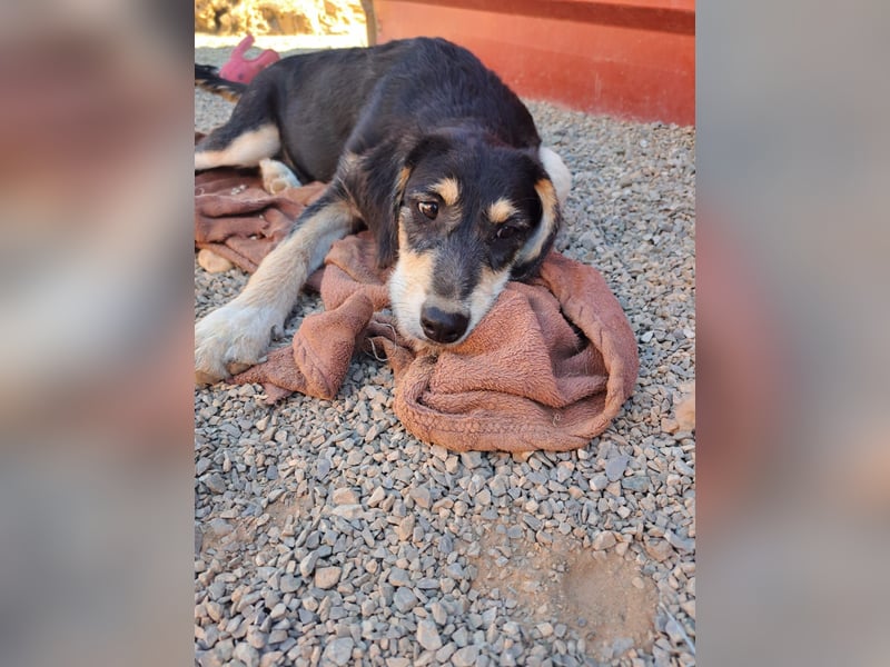 Junghund SADO sucht nach seinem Zuhause
