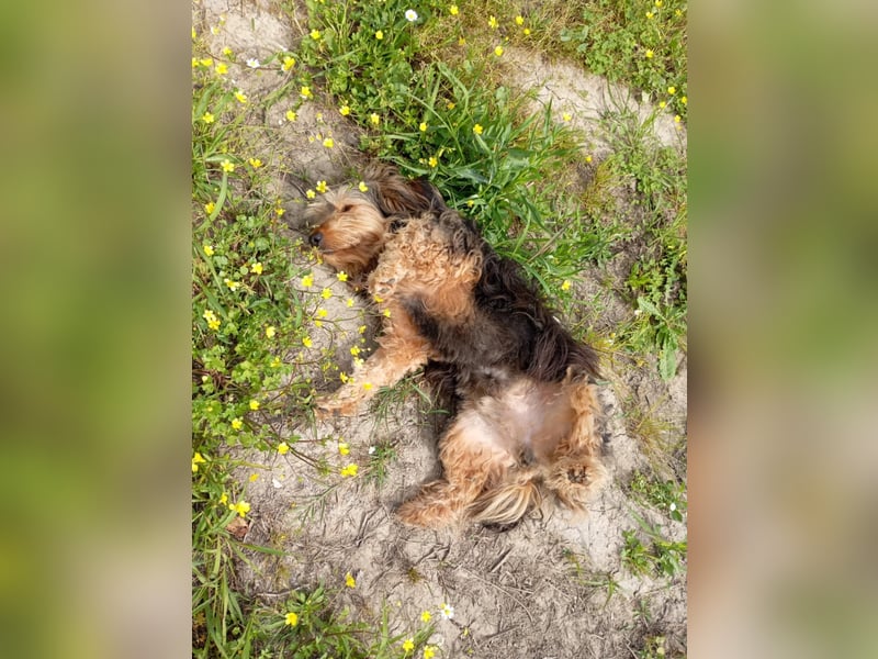 Rüde JERRY sucht sein großes Glück