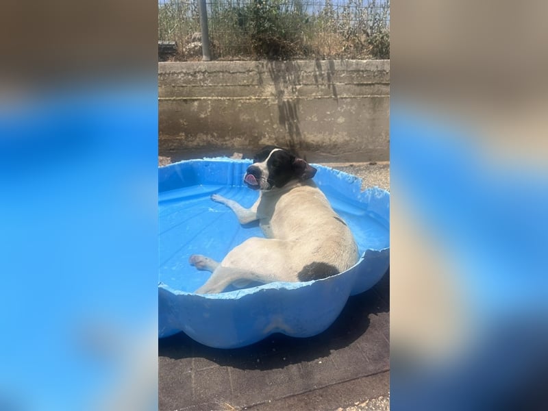 Pluto Pointermischling Rüde ca. 2 Jahre alt in Griechenland