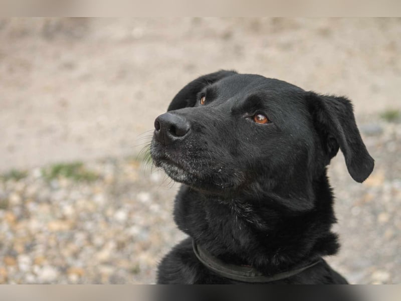 Zorro Labradormischling Rüde ca. 9 Jahre alt in Ungarn